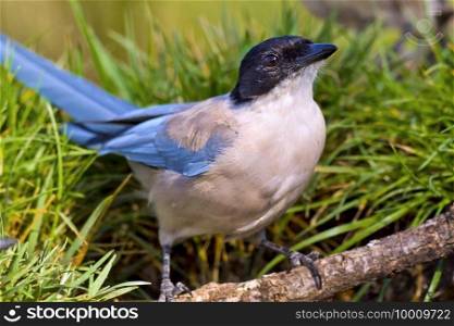 Azure-winged Magpie, Cyanopica cooki, Forest Pond, Mediterranean Forest, Castile and Leon, Spain, Europe