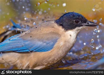 Azure-winged Magpie, Cyanopica cooki, Forest Pond, Spanish Forest, Castile and Leon, Spain, Europe