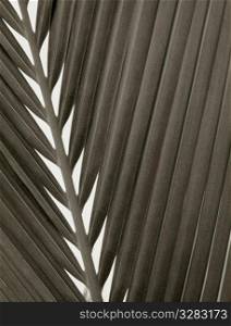 B&W close-up of palm leaf.