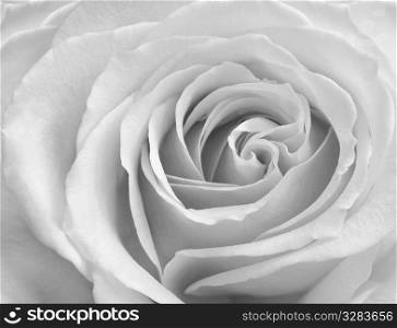 B&W close-up of rose.