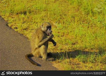 Baboon eating at the roadside, Kruger National Park, Mpumalanga Province, South Africa