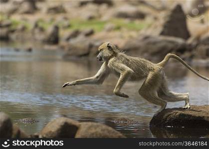 Baboon Leaping Over Rocks in River