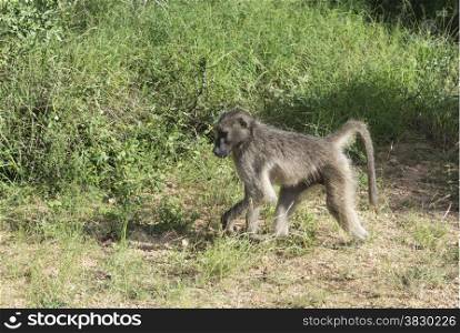 baboon monkey in kruger park south africa