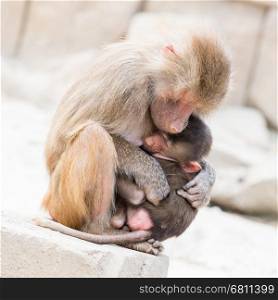 Baboon mother and her little one, natural habitat