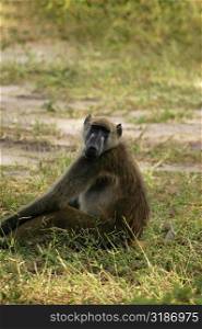 Baboon sitting in a forest, Chobe National Park, Botswana