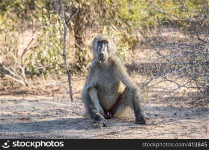 Baboon starring at the camera in the Kruger National Park, South Africa.