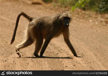 Baboons - Africa