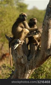 Baboons - Africa