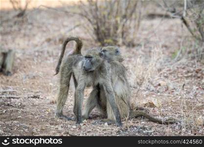 Baboons grooming each other in the Kruger National Park, South Africa.