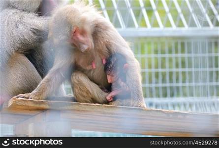 Baboons mother and baby sitting close together