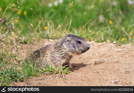 babt marmot stands out of her den in Alpine meadow