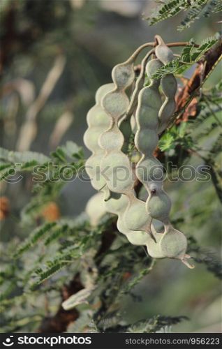 Babul (Acacia) fruit, medicinal plant