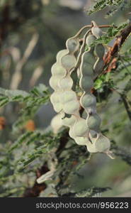 Babul (Acacia) fruit, medicinal plant