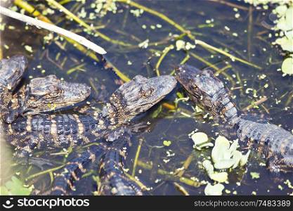 Baby alligators in Florida swamp