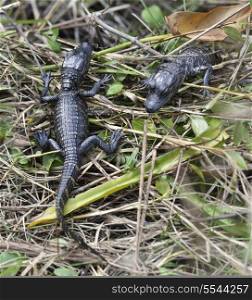 Baby Alligators In Florida Wetlands