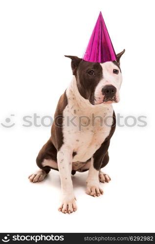 Baby American Staffordshire Terrier wearing a festive hat