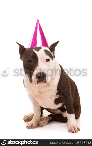 Baby American Staffordshire Terrier wearing a festive hat