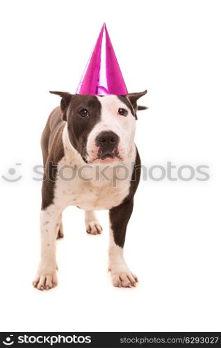 Baby American Staffordshire Terrier wearing a festive hat