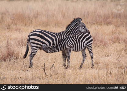 Baby animal is being nursed by zebra amidst wilderness in Africa