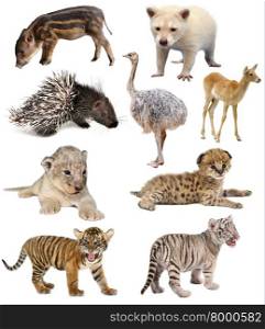 baby animals collection isolated on white background