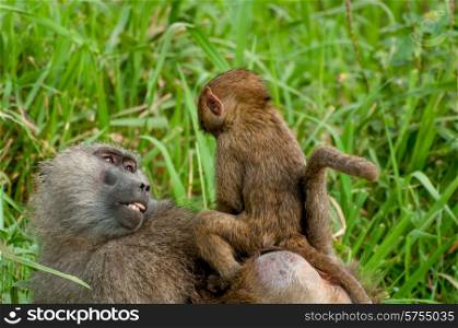 Baby baboon riding on the back of his mother as she is walking through the tall green grass.
