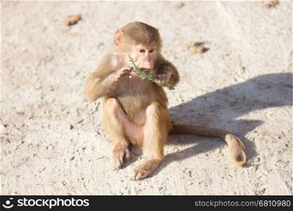 Baby baboon sitting on a rock, eating something
