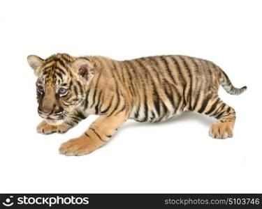baby bengal tiger isolated on white background