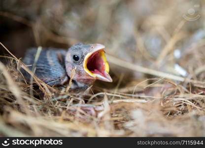 Baby bird hungry in the Bird Nest