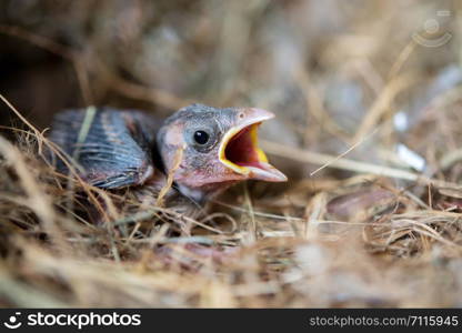 Baby bird hungry in the Bird Nest