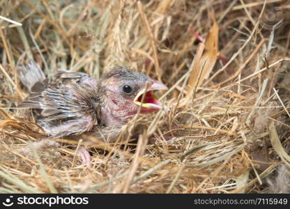 Baby bird hungry in the Bird Nest