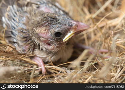 Baby bird hungry in the Bird Nest