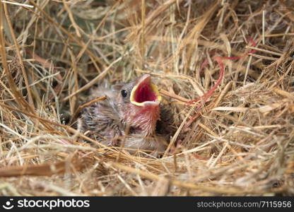 Baby bird hungry in the Bird Nest