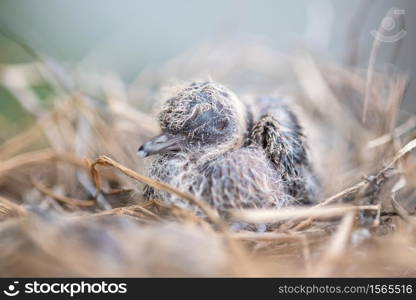 Baby bird in the nest. Baby Birds Snuggled up in Nest