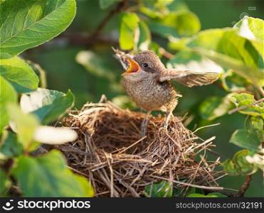Baby bird sittiing on edge of the nest and trying to fly (Common Whitethroat ? Sylvia communis)