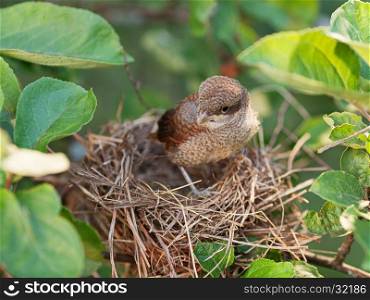 Baby bird waiting for its mother in the nest (Common Whitethroat ? Sylvia communis)