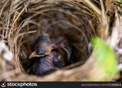baby birds sleeps in the nest