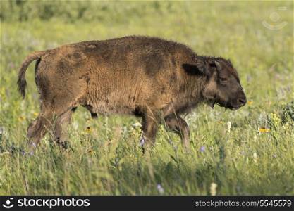 Baby Bison walking in a field, Lake Audy Campground, Riding Mountain National Park, Manitoba, Canada