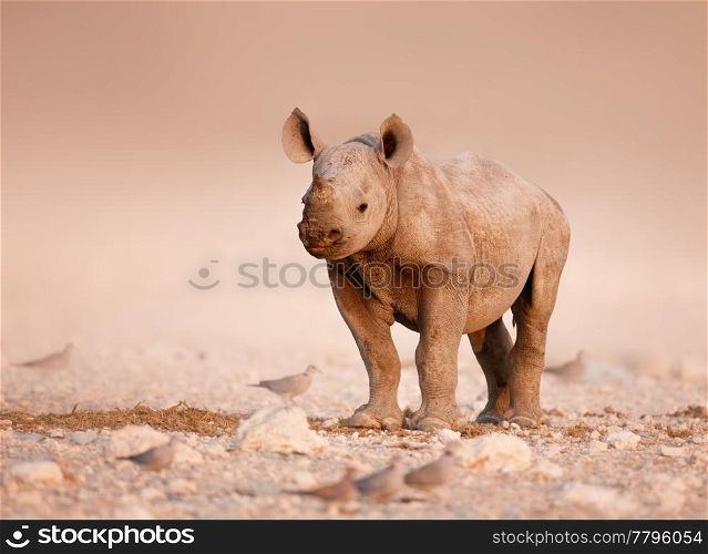 Baby Black Rhinoceros standing on salty plains of Etosha