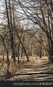 baby buggy and walking path in urban park in sunny spring day