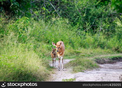 Baby Bushbuck and mom on a dirtroad in the Okavango delta, Botswana.