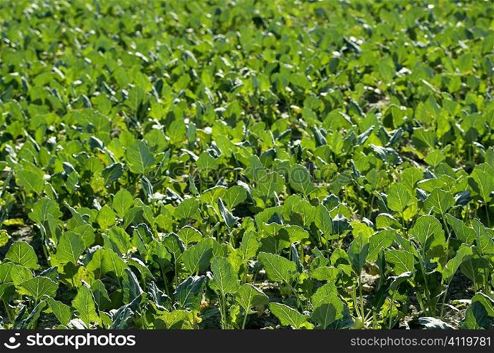 Baby cabbage green fields in Spain