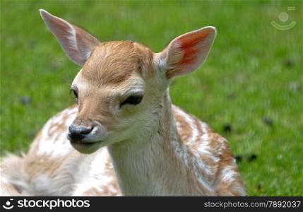 baby calf deer resting