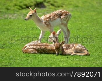 baby calf deer resting and standing