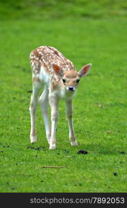 baby calf deer standing