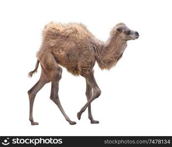 Baby Camel with two humps , Bactrian camel isolated on white background