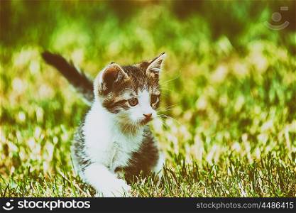 Baby Cat Playing In Grass
