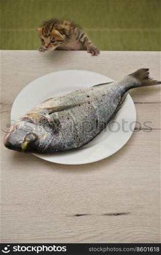Baby Cat Try to Steals Dorada Fish from the table