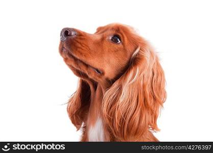 Baby Cocker Spaniel isolated over white