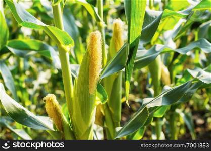 Baby corn are growing on the  plantation.