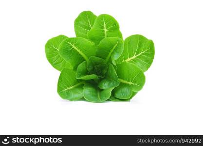 baby cos (lettuce) on white background